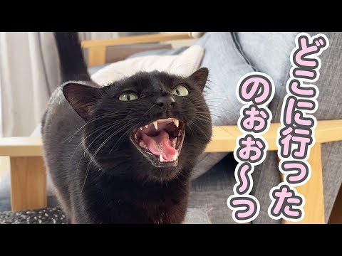 「一体どこに行ったの！？」と、いなくなったママを探して泣きじゃくる猫