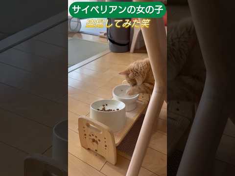 カリカリを沈没させてたので盗撮してみた　サイベリアン女の子 #cat #しゃむねこ #猫のいる生活 #ネコガミ #猫のいる暮らし #子ネコ #ねこ #ネコムート #ねこのいる生活 #にゃんグラム