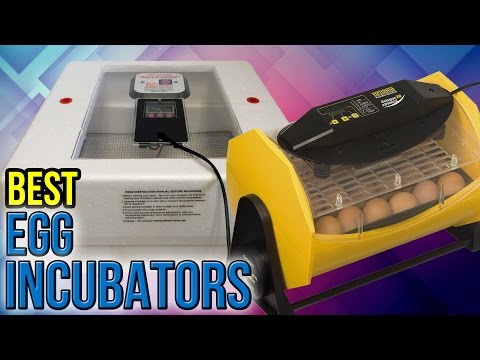 8 Best Egg Incubators 2017 - UCXAHpX2xDhmjqtA-ANgsGmw