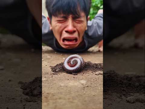Crying sobbing, let's pray that this millipede will be okay #millipedesong #shorts