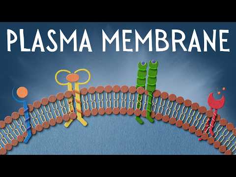 Plasma membrane: the security guard of the cell