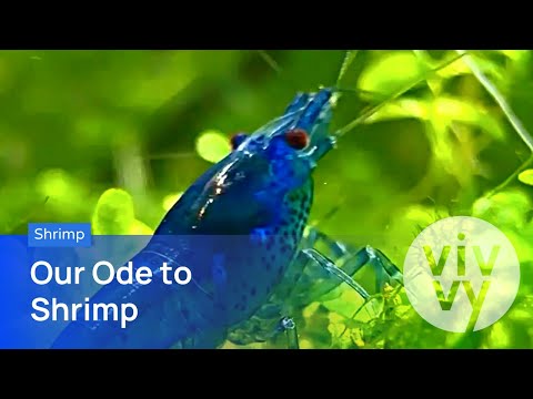 SHRIMP: Our ODE TO SHRIMP Freshwater aquarium shrimp are just so much fun to keep. Self-sufficient and dazzlingly colorful, sh