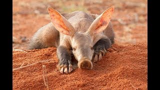 Aardvark - South Africa Amazing Animal