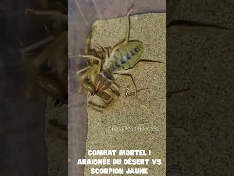 Combat Mortel ! Araignée du Désert vs Scorpion Jaune