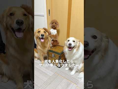 犬を人魚に変身させたら妖怪が生まれて笑いが止まらないww【ゴールデンレトリバー•ボーダーコリー】#shorts