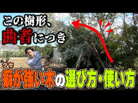 【真逆の選択】変なカタチの木で超ナチュラルガーデンが出来上がる!【入荷情報】