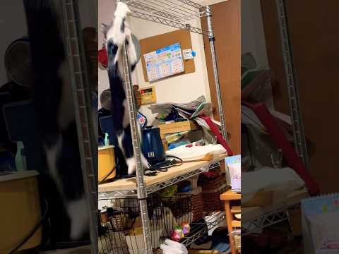 朝から元気なハッちゃん#shots #cat #好きな子猫 #モフ猫 #子ネコ #癒し #元気になる動画 #ハチワレ #かわいい 、