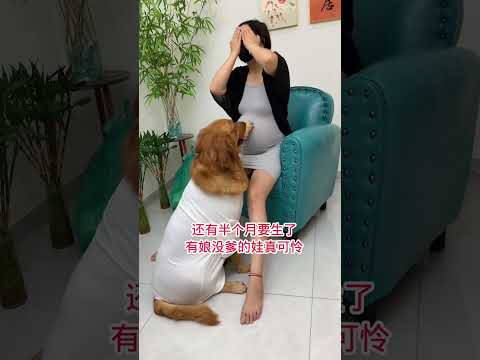 好难过啊，我该怎么办才好 #pets #funny #animals #goldenretriever