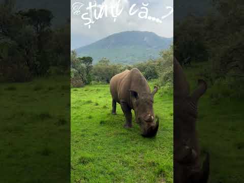 #FAUNA – #Știați că...? #Rinocerul