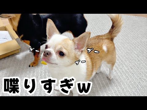 静寂をぶち壊すチワワの鼻息ASMR