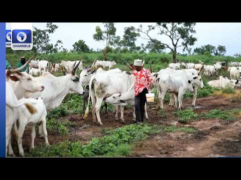 Federal Government To Deploy 780 Private Veterinarians Across The Country