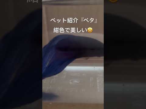 『ペット紹介』熱帯魚のベタ紺色で美しい #ちゃんねる登録お願いします #チャンネル登録お願いします #ベタ飼育 #ペットのいる暮らし
