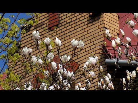 Szlak Kwitnącej Magnolii w Cieszynie
