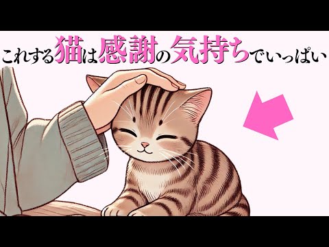 猫の動画サムネイル - 【猫が感謝の気持ちでいっぱい時にする行動】 猫の雑学 #猫 #ねこ