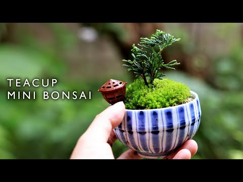 【ダイジェスト版】挿し木ヒノキの湯呑みミニ盆栽～その後の育成 3本株立ち【Bonsai diary 盆栽日記 2/22】初心者の簡単園芸、盆栽の作り方 津山檜 Cypress 植え替え EOS R5