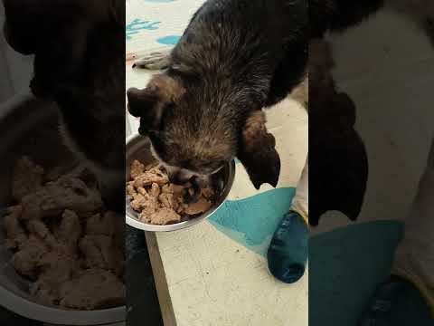 老蘇都是固定使用同一品牌的老犬飼料，避免不同的飼料造成狗狗腸胃不適應，泡軟後加入任何寵物罐頭及鮮食，若有胃口不佳或挑食的狗狗，家樂福的烤雞非常好用