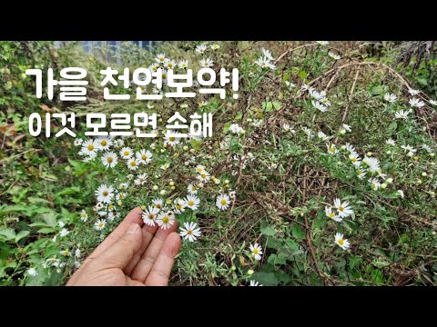 "가을 천연보약! 이것 모르면 손해" 약국가기 전에 이것부터 채취해드세요. 눈이 침침하고 머리가 무겁고 고혈압 염증 불면증 만성피로 싹 잡아준다