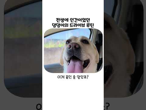 운전 빼고 다 할 줄 아는 천재견의 <strong>드라이브</strong> 루틴