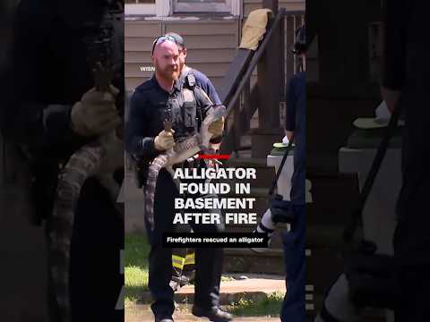 Alligator found in basement after fire