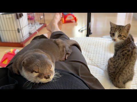 カワウソの隣に来て寝始めた子猫 A kitten that came and started sleeping next to the otter.