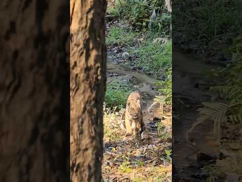 Pedwali Cub Dhikala | Tiger at Palm Dhikala #dhikala #corbett #tiger #safari