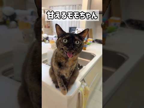 甘えるサビ猫モモちゃんが最強に可愛い！ #shorts