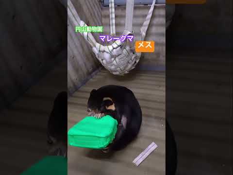 #マレーグマ にエンリッチメント用の仕掛けを設置しました。動画の1つ目がメス、2つ目がオスです。#円山動物園 #動物園 #札幌市#maruyamazoo