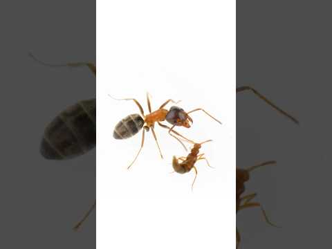 These beetles wear chemical ‘invisibility cloaks’—and will die if they’re removed