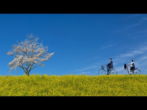 恋風 - 幾田りら（フル）