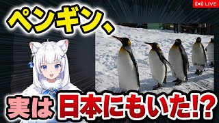 【獣医が解説】ペンギンは日本にも生息していた!? ペンギンの歴史と秘密【北国ここなの動物研究室/オオウミガラス】