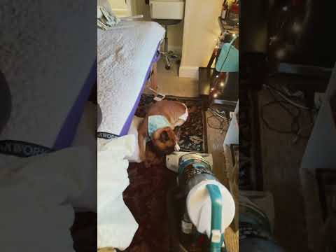 What would I do without his protection 😆 #shorts #frenchbulldog