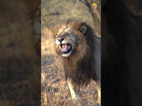 With the flehmen response, decodes the hidden messages of the wild 🦁#lions #wildlife #africa