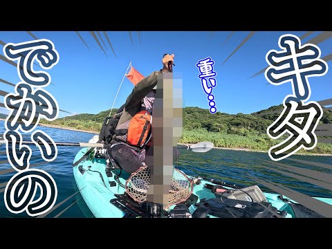 真鰯大漁発生!!その中に現れる巨大な捕食者キタぁぁぁ!