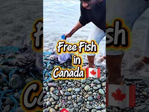 Capelin Fish in Canada #trending #viral #viralvideo #viralshorts #viralshort #canada #canadalife