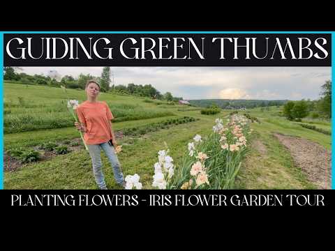 PLANTING SEEDLING FLOWERS IN THE FIELD GARDENS / IRIS FLOWER GARDEN TOUR