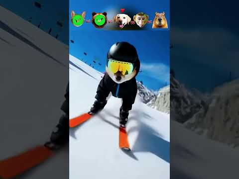 Cat vs Bear vs Dog vs Monkey vs Capybara - skiing challenge😮