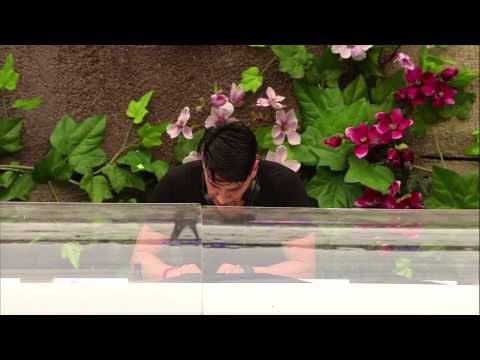 Tomorrowland 2013 - Thomas Gold (full set) - UCsN8M73DMWa8SPp5o_0IAQQ