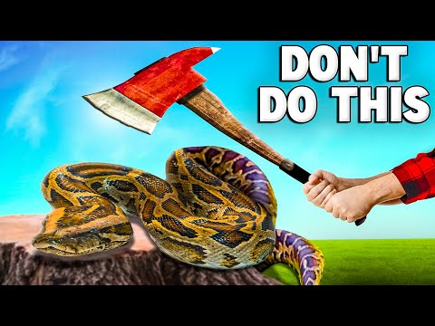 Doing This Could Kill Your Snake! Here are all the things you need to avoid or not do at all with your pet snake.
The Legacy Aquarium 