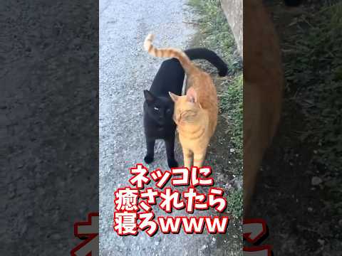 2025年8月21日について詳しく解説 サムネイル