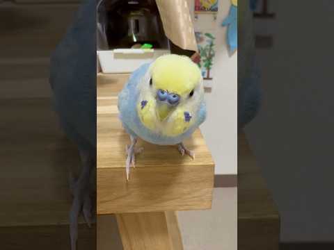 ご機嫌なちくちくちくわです🐥💕 #セキセイインコ #セキセイインコちくわ #ちくわ #パステルレインボー #男の子 #ちくわちゃんねる #5歳 #お喋り