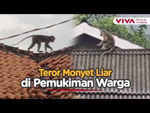 Panik! Monyet Liar Bertaring Panjang Teror Warga Tangerang