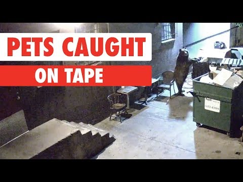 Pets Caught On Tape - UCPIvT-zcQl2H0vabdXJGcpg