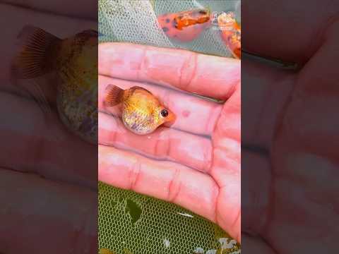 how to take higher frys from baloon molly #trending #aquarium #viralvideo #baloonmolly #mollyfish