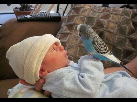 Cute Bird Falling in Love with Baby - Funny Parrots and Babies Compilation - UCVQU_XpURRlrDbvnQJIwLag