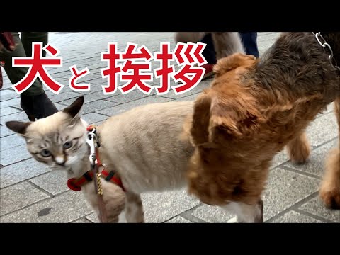 猫のネルの最新動画 Youtubeランキング