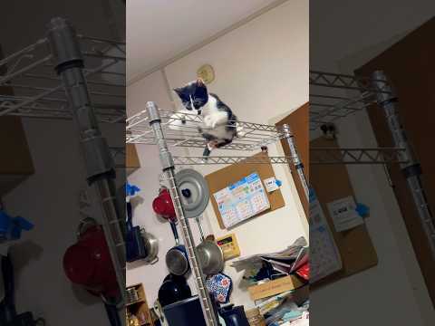 何がしたいのか…行ったり来たり😹#shots #cat #好きな子猫 #モフ猫 #子ネコ #癒し #ハチワレ #へっぴりごし、