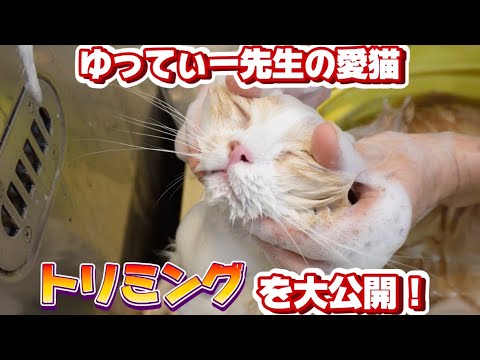 ゆってぃー先生の愛猫ラテくん　トリミング大公開！