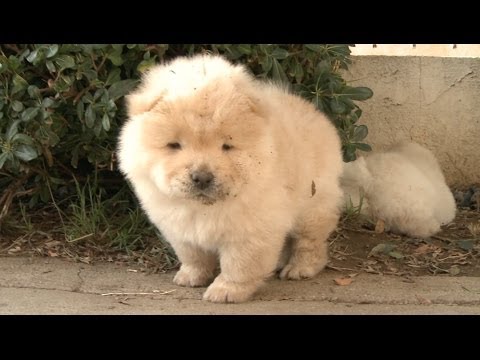 Chow Puppy Wants Watermelon - UCPIvT-zcQl2H0vabdXJGcpg