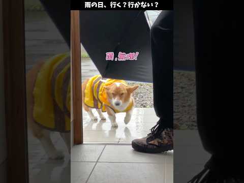 雨の日の散歩、行く行かない？葛藤するコーギー🍞