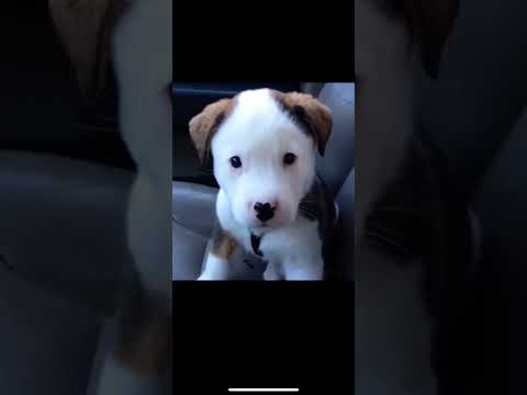 Puppy barks at it’s own hiccups!! 🤣 #funny #hilarious #cute
